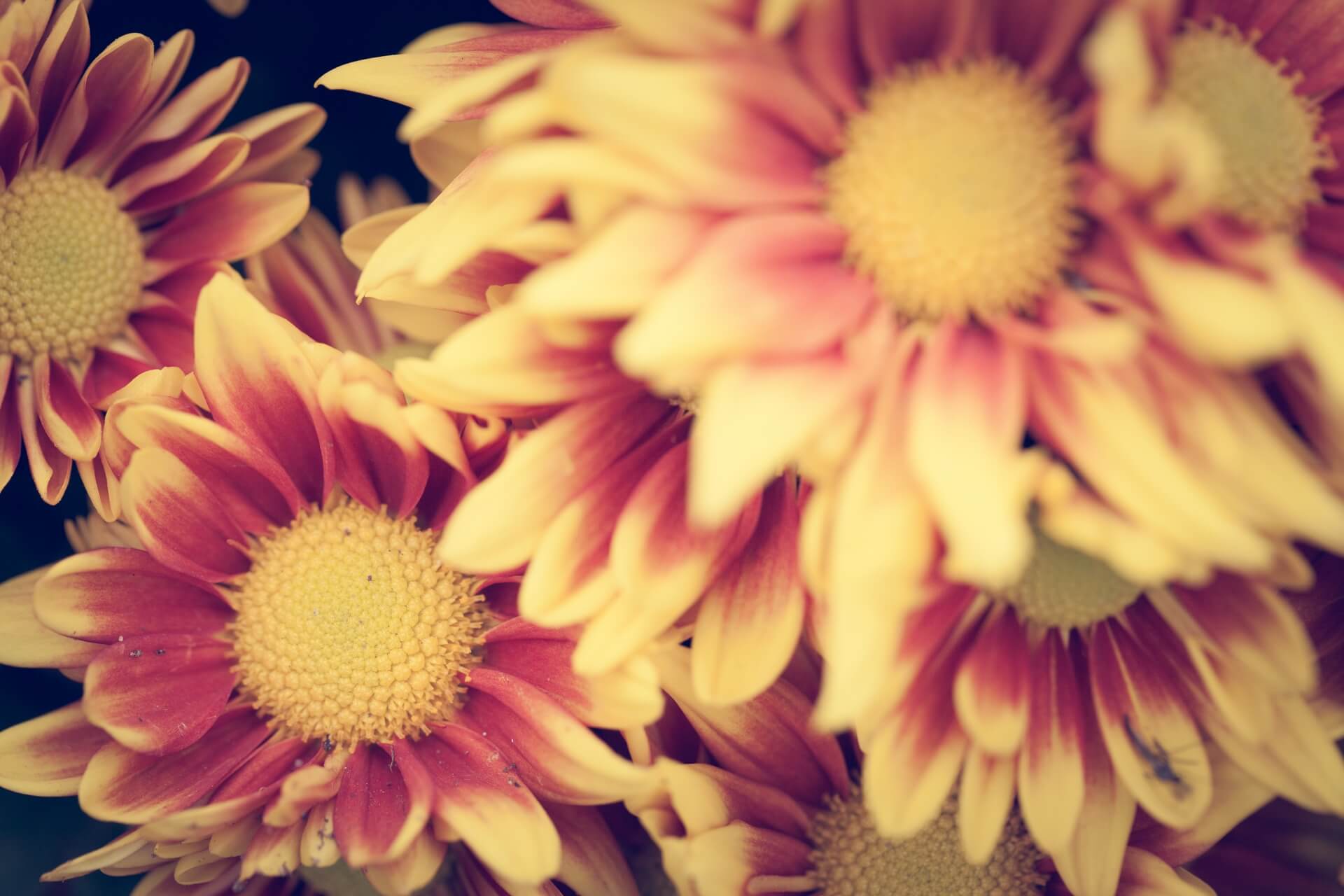 terapia integrativa header